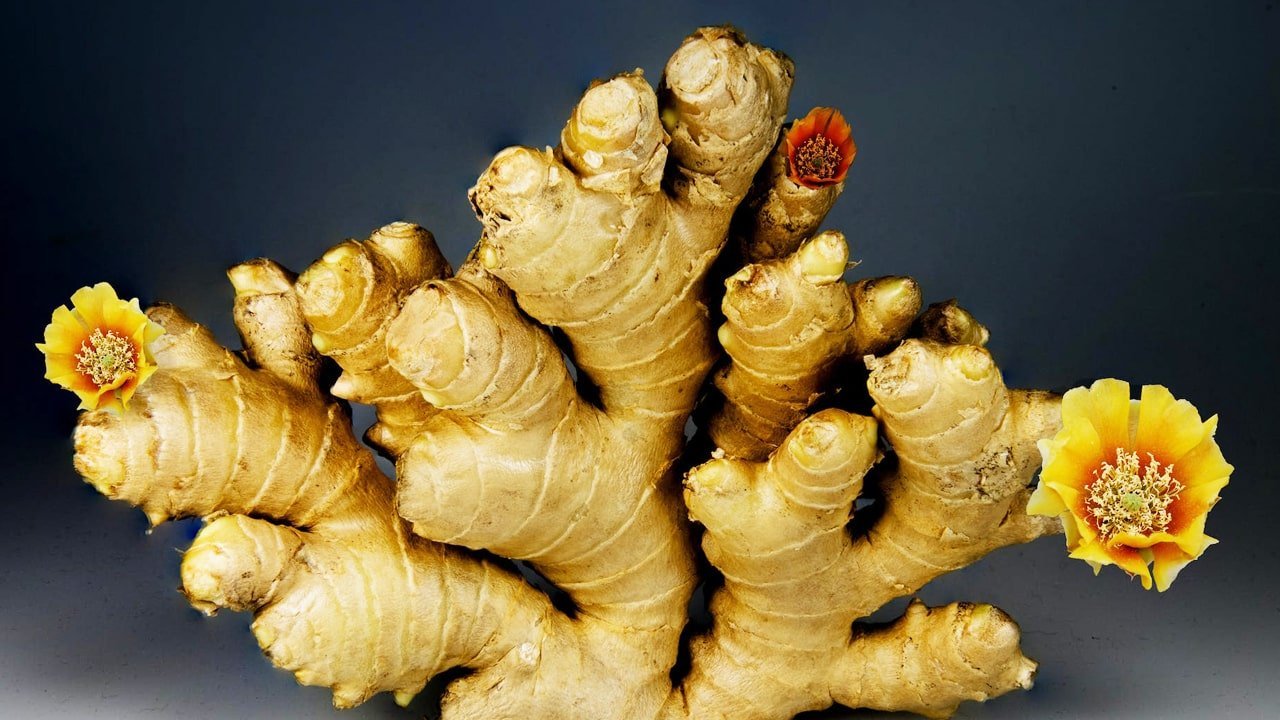 Unveiling the Astonishing Health Benefits of Consuming Ginger